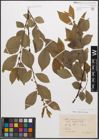 Foto von Salix caprea L. x Salix nigricans Sm.
